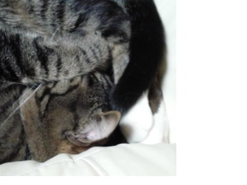 【猫村いろはv4】むちゅ～な猫 [zizzz]