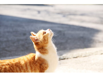 よりぬきBGMセレクトvol1 [(偽)苅田町役所]