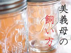 美義母の飼い方