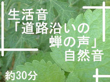 生活音「道路沿いの蝉の声」自然音 [にくきゅう ぽこ]