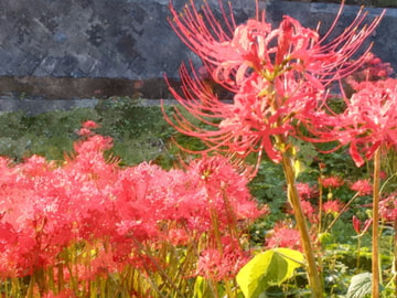 徒然、綾撮り。～ 風雨豊穣の秋 [水面の別碇]