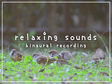 眠れない夜、最後に聴く音 #07 [abyssal forest]