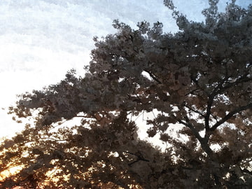 徒然、綾撮り。-令和尽春-【バイノーラル】 [水面の別碇]