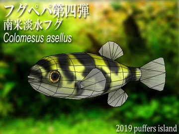 フグペパ:南米淡水フグ [Puffers island]