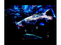 BGM素材集4 : 界遊 [Nobody Circus]