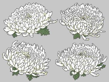 白い菊の花6種 イラスト素材 線画と着色済み [みずの ゆめ屋]