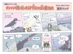 チシマシギ見に行ったらアザラシにガン見された [エコビースト]