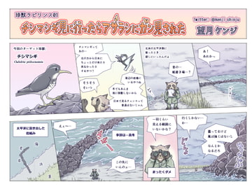 チシマシギ見に行ったらアザラシにガン見された [エコビースト]