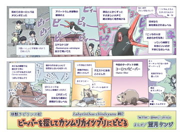 ビーバーを探してカンムリカイツブリにビビる [エコビースト]