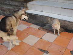 著作権フリーBGM『ドタバタ』 [のま堂]