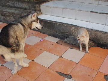 Royalty Free BGM "Fluster" [NOMADO]