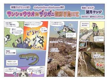 サンショウウオ対ザリガニ朝鮮半島にて [エコビースト]