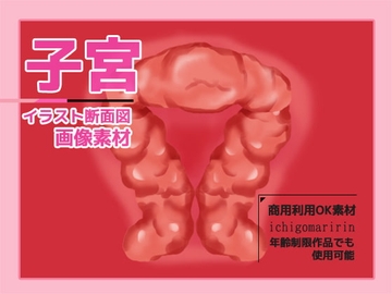 子宮(断面図)のイラスト画像素材～商用成人利用OKの著作権フリー [商用利用OK素材]