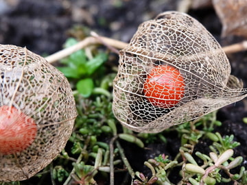 生まれてくる事を望まなかったあなたのために [毛ガニデパート]