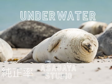 まんまる海獣 UNDERWATER  純正率 癒しのアンビエントミュージック [ASAGAYA STUDIO]