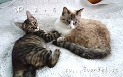 【完全生音サイレント濃蜜SEX】VR ■ えっち [Evangelist ASMR]