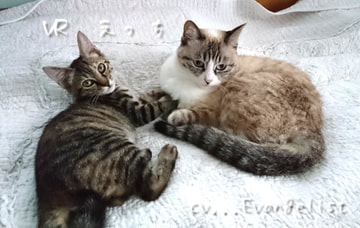 【完全生音サイレント濃蜜SEX】VR ■ えっち [Evangelist ASMR]