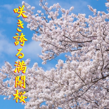 咲き誇る満開桜 [アルゴッド]